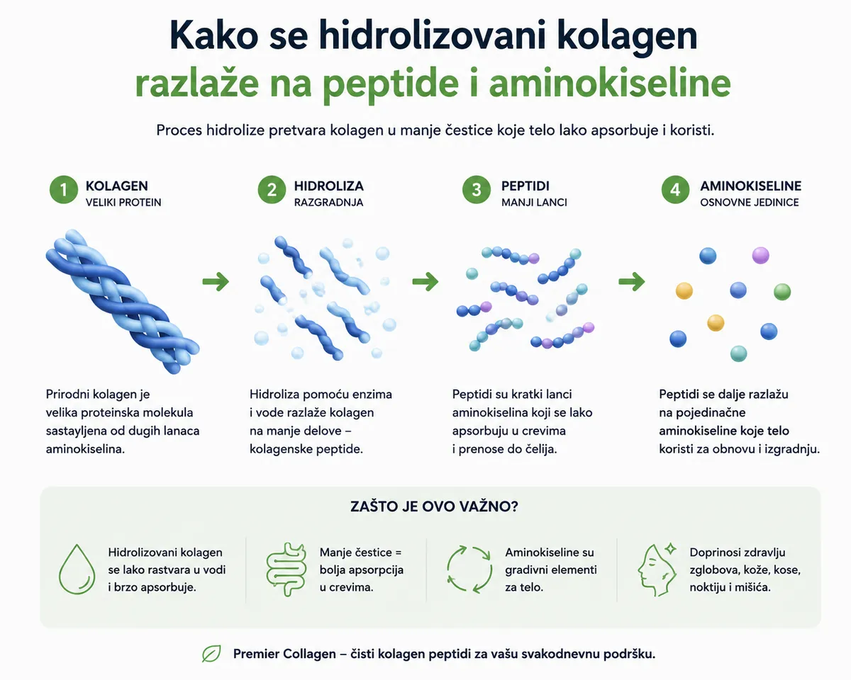 Kako se hidrolizovani kolagen razlaže na peptide i aminokiseline